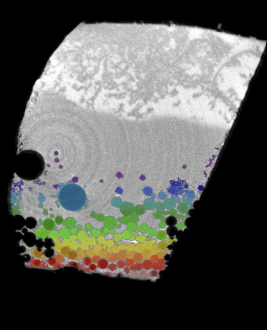 Watershed-segmented pore basins on a micro-CT slice