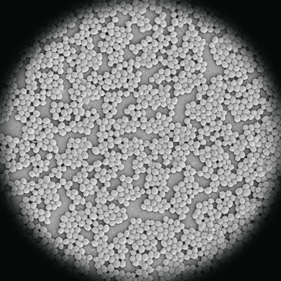 Staphylococcus bacteria in a dried droplet (SEM)