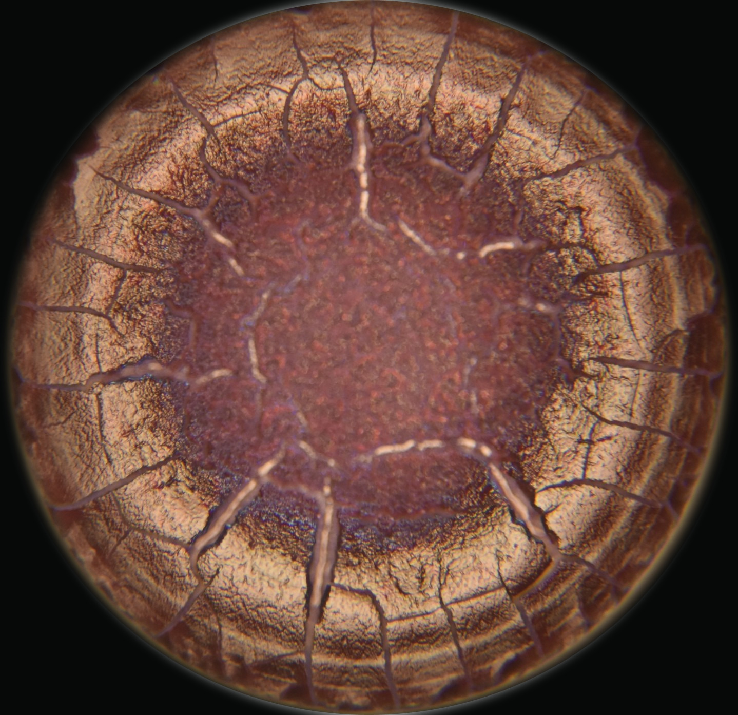 Dried blood droplet